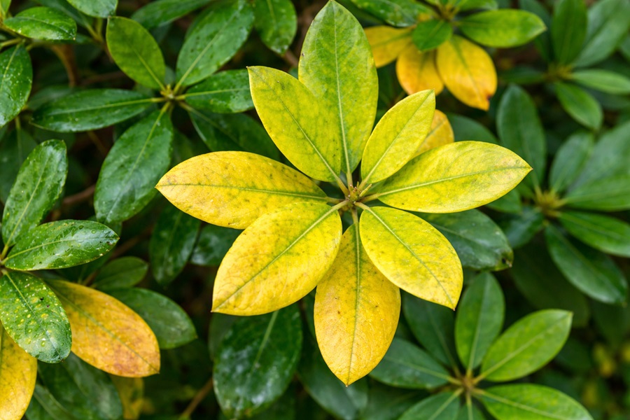 Rhododendron gelbe Blätter