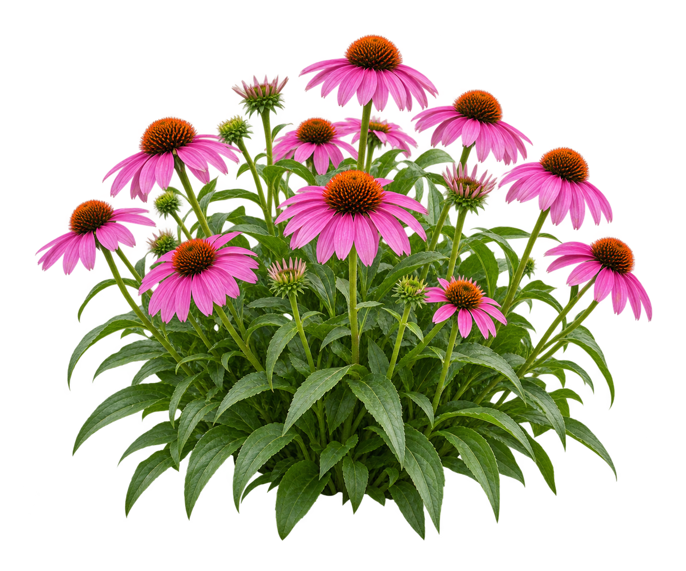 Vaste Planten