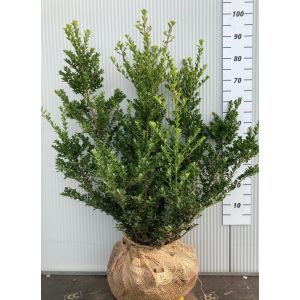 25 x Ilex crenata 'Green Hedge' - Japanse Hulst 60-100cm