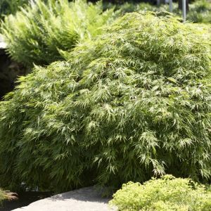 Acer palmatum 'Dissectum' - Japanse Esdoorn