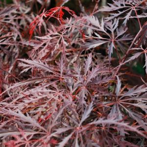 Acer palmatum 'Garnet' - Japanse Esdoorn