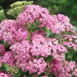Achillea millefolium 'Lilac Beauty' - Duizendblad