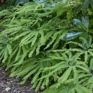 Adiantum pedatum - Hoefijzervaren