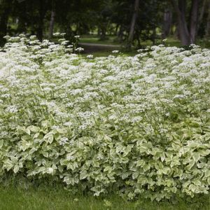 Aegopodium podagraria 'Variegatum' - Bont Zevenblad