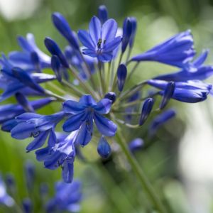 Agapanthus Brilliant Blue - Afrikaanse Lelie
