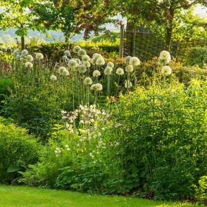 Allium 'Mount Everest' - Sierui
