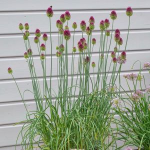Allium sphaerocephalon - Kogellook