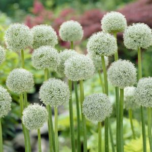 Allium 'White Giant' - Sierui