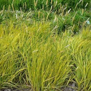 Alopecurus pratensis 'Aureovariegatus' - Vossestaart