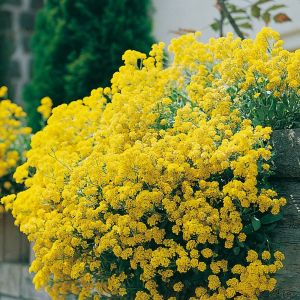 Alyssum montanum - Schildzaad
