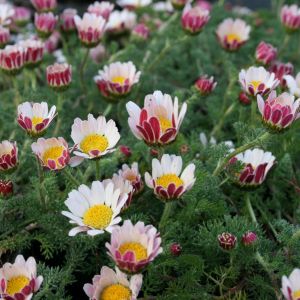 Anacyclus pyrethrum depressus - Marokkaanse Kamille