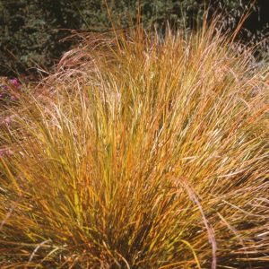 Anemanthele lessoniana 'Sirocco' - Fazantstaartgras 
