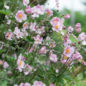 Anemone hybrida 'Mont Rose' - Herfstanemoon