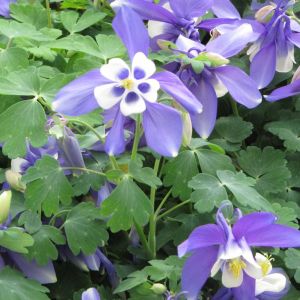 Aquilegia caerulea 'Spring Magic Blue & White' - Akelei