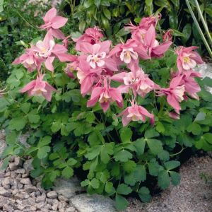 Aquilegia caerulea 'Spring Magic Rose & White' - Akelei
