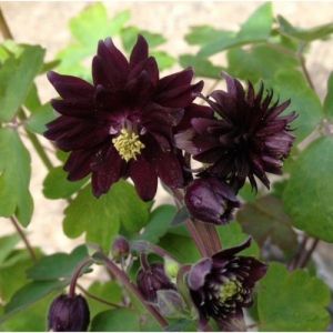 Aquilegia vulgaris Black Barlow - Akelei 
