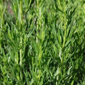 Artemisia dracunculus - Dragon