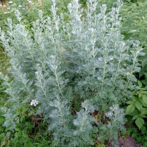 Artemisia absinthium - Absintalsem 