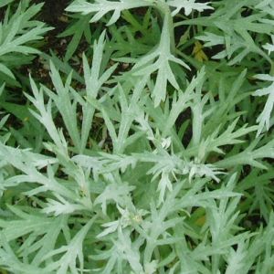 Artemisia ludoviciana Silver Queen - Bijvoet