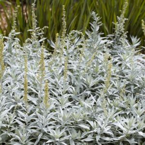 Artemisia ludoviciana 'Valerie Finnis' - Edelruit