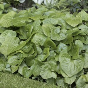 Asarum caudatum - Mansoor