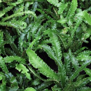Asplenium scolopendrium 'Angustifolia' - Tongvaren