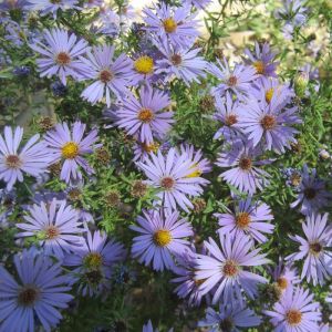 Aster ageratoides 'Stardust'