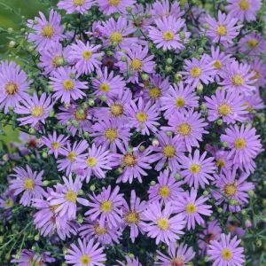 Aster ericoides 'Blue Star' - Heideaster