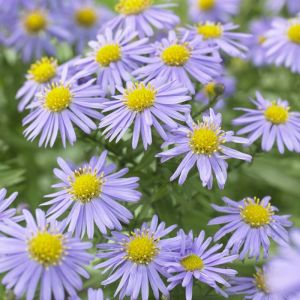 Aster dumosus 'Mittelmeer' - Kussenaster
