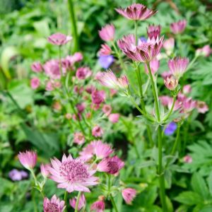 Astrantia major 'Roma' - Zeeuws Knoopje