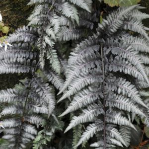 Athyrium niponicum 'Pewter Lace' - Japanse Regenboogvaren