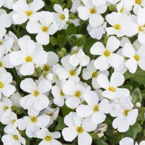 Aubrieta gracilis 'Florado White' - Randjesbloem