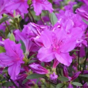 Rhododendron 'Blaue Donau' - Azalea