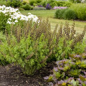 Baptisia 'Dark Chocolate' - Valse Indigo