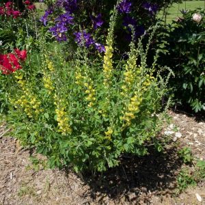 Baptisia 'Lemon Meringue' - Valse Indigo