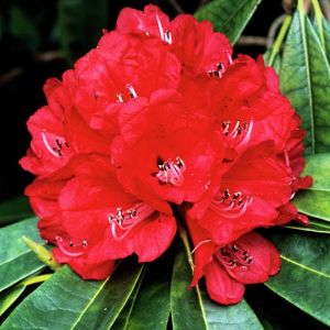 Rhododendron hybride 'Elizabeth Red' - Dwergrhododendron