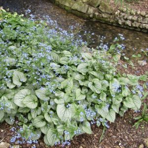 Brunnera macrophylla 'Jack Frost' - Kaukasisch Vergeet-mij-nietje