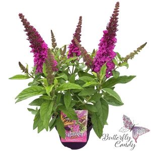 Buddleja davidii 'Little Butterfly Candy Cerise'