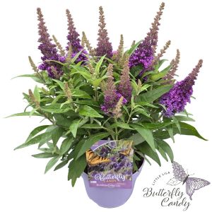 Buddleja davidii 'Little Butterfly Candy Lila'