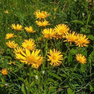 Buphthalmum salicifolium - Koeienoog