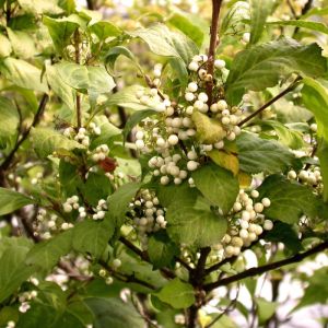 Callicarpa japonica 'Leucocarpa' - Japanse Schoonvrucht
