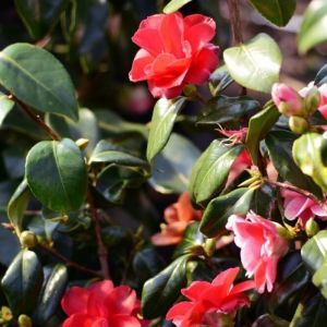 Camellia japonica 'Dr. King' - Camelia of Theeroos
