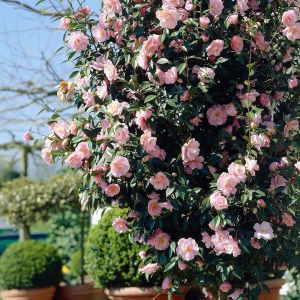 Camellia japonica 'William Bartlett' - Japanse Roos
