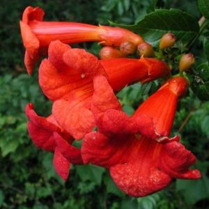 Campsis radicans 'Flamenco' - Trompetklimmer