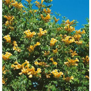 Campsis radicans 'Flava' - Trompetklimmer