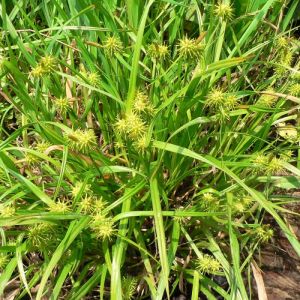 Carex flava - Gele Zegge