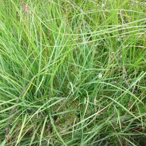 Carex panicea - Blauwe Zegge