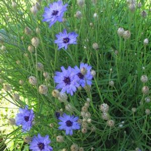 Catananche caerulea - Blauwe Strobloem