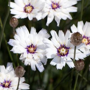 Catananche caerulea 'Alba' - Blauwe Strobloem