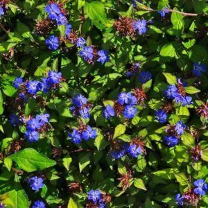 Ceratostigma plumbaginoides - Loodkruid